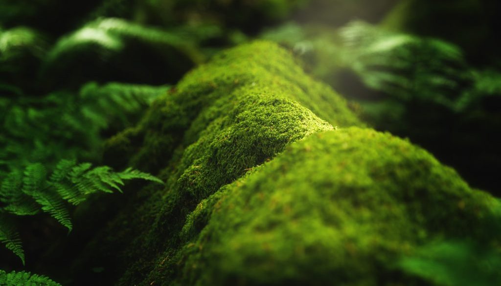 Closeup shot of moss and plants growing on a tree branch in the forest