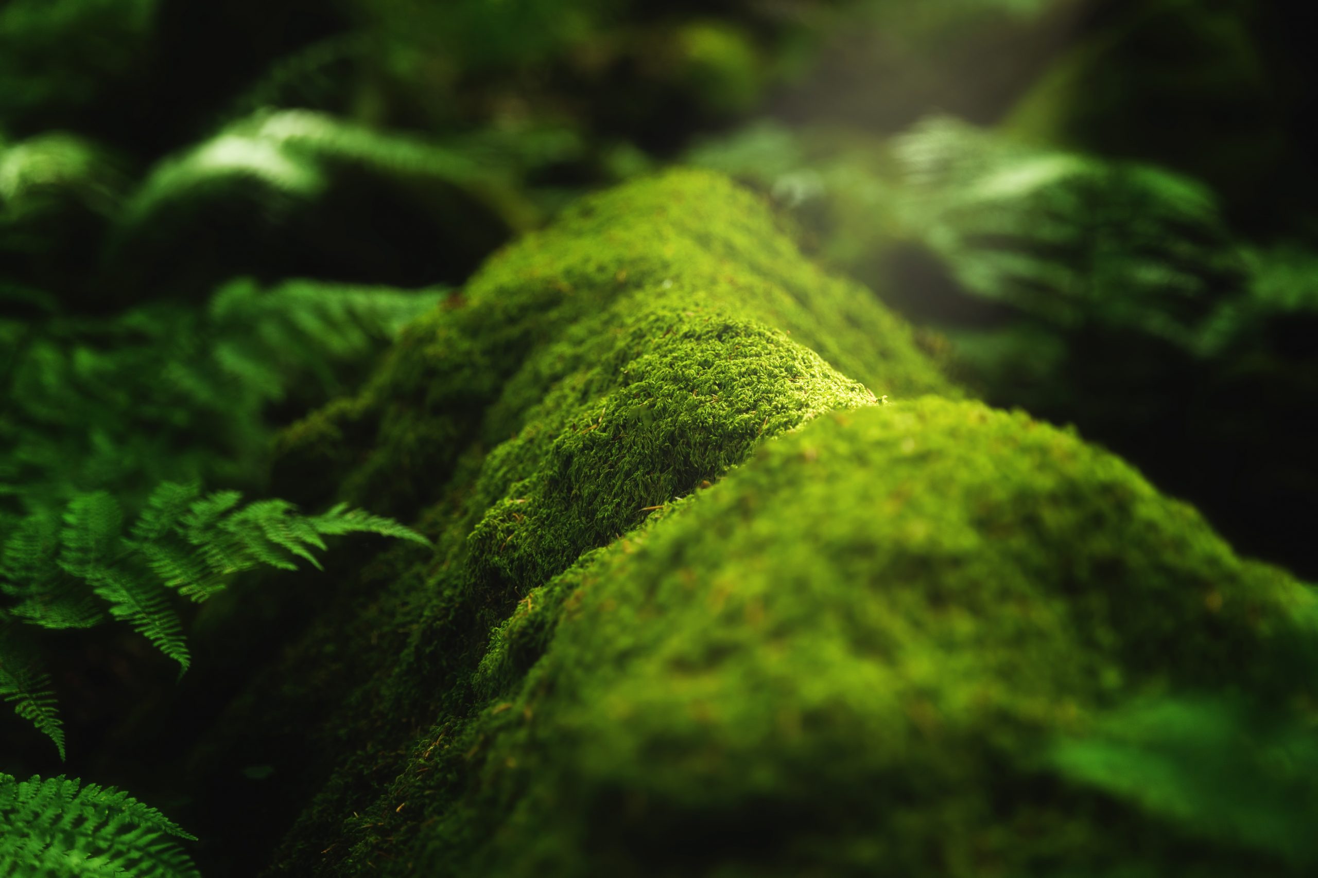 Closeup shot of moss and plants growing on a tree branch in the forest