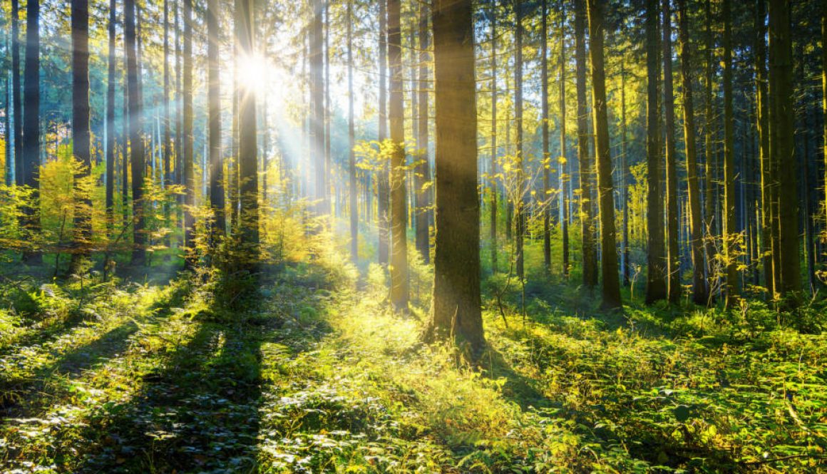 foret-1
