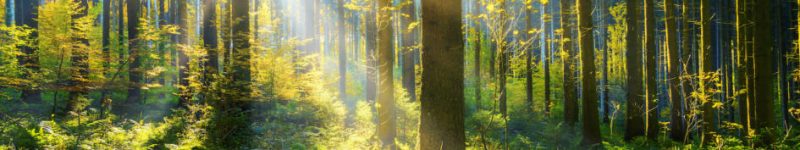 foret-1