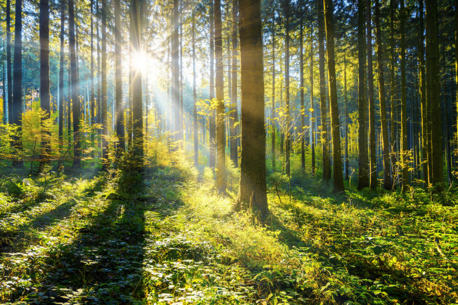 foret-1