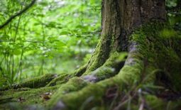 Foret 9