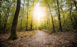 Foret 4